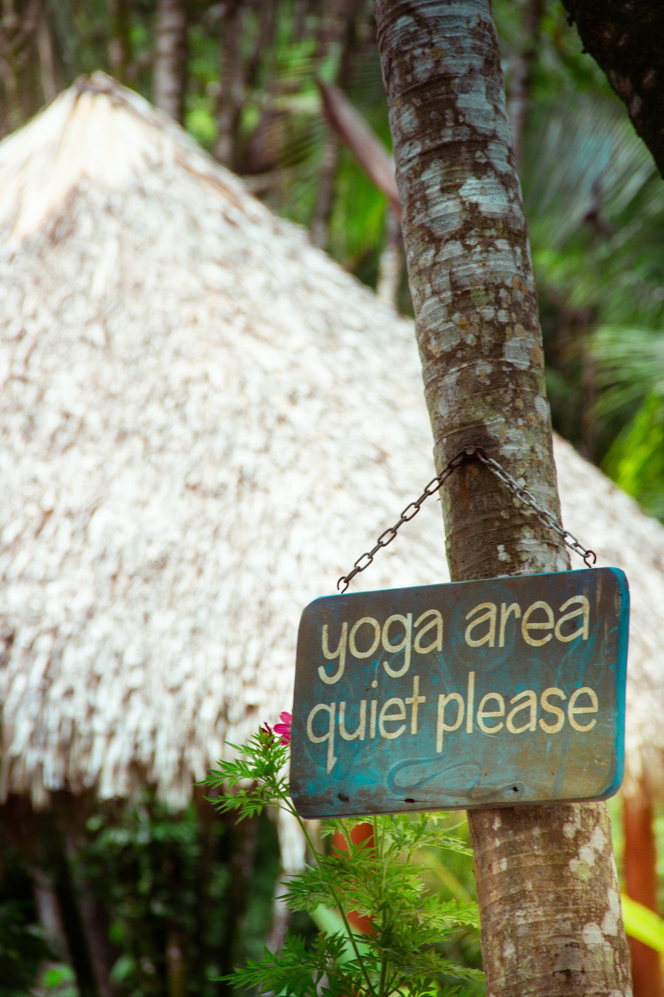 200 Hour 17 Day International Teacher Training Program June, 2027 (Costa Rica)